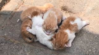 Abandoned kittens huddled for warmth were found near a garbage plant and rescued by kind people [upl. by Sergu]