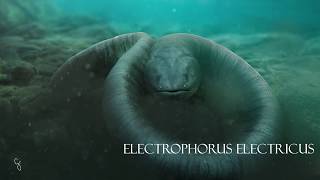 Eletric Eel 3D Animation [upl. by Groeg985]