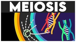 Meiosis Animation  Cell Cycle and Cell Division Class 11  Meiosis I  Meiosis II  NEET 2024 [upl. by Kceb]