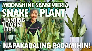 NAPAKAGANDANG MOONSHINE SNAKEPLANT PAANO PADAMIHIN NAPAKADALI LANG  Haydees Garden [upl. by Kinny]