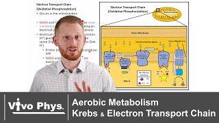 Aerobic Metabolism  Krebs Cycle and Electron Transport Chain [upl. by Jillayne]