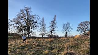 Gun Dog play  seen retrieve and a blind retrieve [upl. by Rufina]