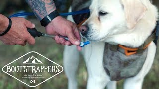 Keep Your Pup Hydrated With the Doggie Camel Pack  Bootstrappers [upl. by Aknayirp]