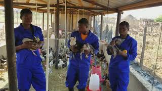 Kuroiler chickens 0772 899 862 [upl. by Cnahc]