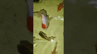 Fi fish guppy aquarium fishing tamil trend [upl. by Aowda]