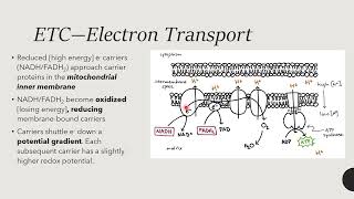 Electron Transport Chain [upl. by Brietta982]