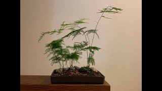 Creating a landscape bonsai using Plumosa Fern Asparagus Plumosus [upl. by Cloutman25]