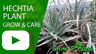 Hechtia  grow amp care Hechtia montana [upl. by Lesak]