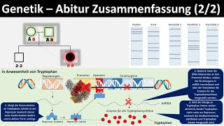 Genetik Einführung  Zusammenfassung 22  Abitur Biologie Genetik Oberstufe [upl. by Anikram]