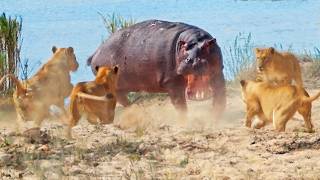 Angry Hippo Tries Fighting Off 7 Lions [upl. by Acirred]