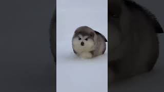 Funny Alaskan Malamute cutefunny pets [upl. by Anikes]