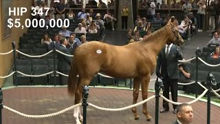 Whisper Hill Farm Secures 5M Curlin Colt at Keeneland Yearling Sale Viral Shorts AI Curling [upl. by Kcirdek]