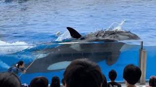 【神戸須磨シーワールド】オルカパフォーマンス トレーニング オルカスタディアム2024618 1230（4K HDR 60fps）KOBE SUMA SEA WORLD ORCA STADIUM [upl. by Mcintosh309]