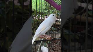 The Best Canary Sounds Canary Training [upl. by Seale]