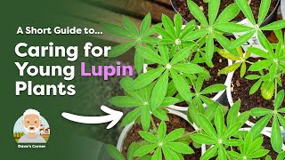 How to Care for Lupins Potting On amp Hardening Off [upl. by Georgette194]