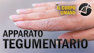 Apparato Tegumentario  Il Corpo Umano [upl. by Ragg]