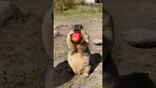 Adorable Himalayan Marmot Eating Tomato animalshorts marmot marmota marmotta cuteanimals [upl. by Bashee]