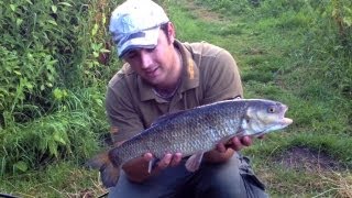 Chub Fishing On The River Wensum [upl. by Eniamsaj61]