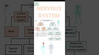 Nervous system parts  CNS  PNS and their functions  In summary form  1 [upl. by Junie]