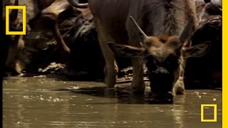 Croc vs Wildebeest amp Gazelle  National Geographic [upl. by Lak]