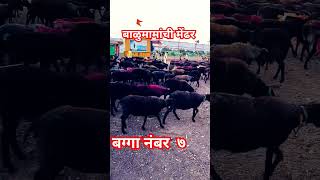 balumamachegane बाळुमामा balumamasongs balumamasong admapur आदमापुर balumamastatus [upl. by Auqcinahs]