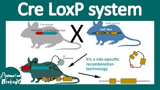 Cre lox system  Conditional gene knockout using the Cre Lox system  site specific recombination [upl. by Hamel]