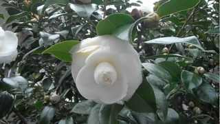 CAMELIA BLANCA Camellia japonica quotAlba plenaquot wwwriomoroscom [upl. by Aneleairam]