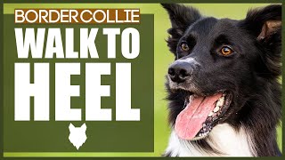 How To Get Your BORDER COLLIE To WALK TO HEEL [upl. by Kceb]