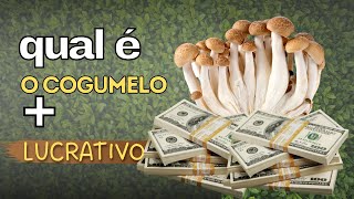 Qual é cogumelo mais lucrativo pra produzir comercialmente [upl. by Layne622]