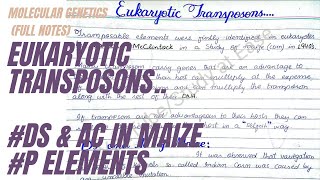 Eukaryotic Transposons  Ds and Ac in Maize  P Elements in Drosophila  full concept in UrduHindi [upl. by Sheila]