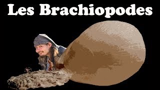 Les Brachiopodes Vidéo 1° Avril [upl. by Ahsaenat951]