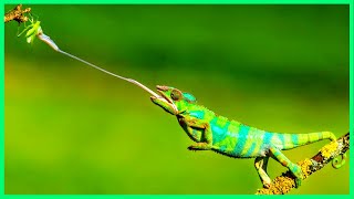 Panther Chameleon  Pet Chameleon  Most Beautiful Pets in the World  Reptiles Girgit Color Change [upl. by Keener]