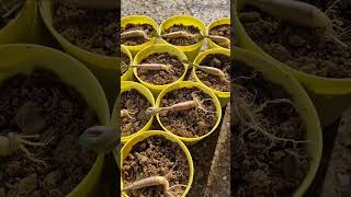 adenium seedlings youtubeshorts [upl. by Rise145]