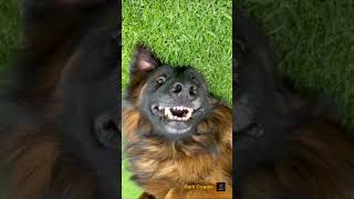 Adorable Clips You’ll Love – Fun Doggies❤🐕‍🦺 funnypup doglovers fypシ゚viral [upl. by Dnalon]