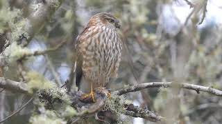 Sharpshinned Hawk imm amp junco [upl. by Reginnej]