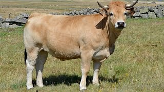 Aubrac Cattle  Gourmet Grass Fed Beef [upl. by Sakmar]