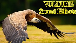 Vulture Sound Effects [upl. by Den290]