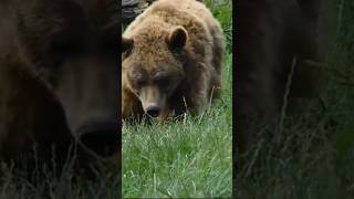 European brown bear running Camperdown Wildlife Centre bears shorts animals zoo running [upl. by Elsworth]