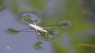 Gemeiner Wasserläufer Gerris lacustris [upl. by Chimene]