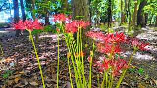 Prefectural Office Forest [upl. by Aralc460]