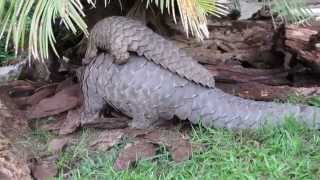 Tikki Hywood Trust Pangolin mother and baby 2 of 2 [upl. by Sugna]