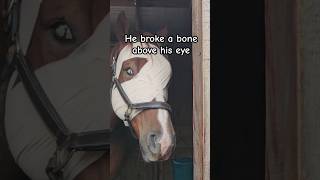 Horse ran into tree and miraculously survived equestrian horse accident healing [upl. by Adaven]