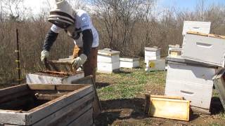 Beekeeping Making a Nuc [upl. by Jolene]