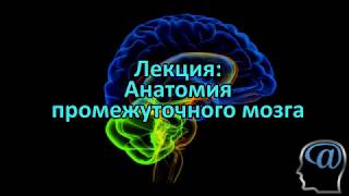 Анатомия промежуточного мозга Лекция Анатомия ЦНС нейроанатомия [upl. by Alba]