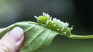 WHAT IS THIS A tomato hornworm caterpillar parasitized by a braconid wasp 🐛🐝 [upl. by Jacobson232]