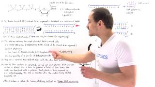 Sanger Sequencing of DNA [upl. by Ynnavoeg]