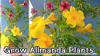 Allamanda plant care tips  allamanda plant cuttings  allamanda plant care [upl. by Arikihs]