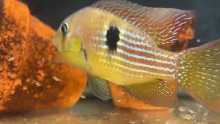 Gymnogeophagus terrapurpura [upl. by Genni628]