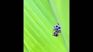 Time lapse Wasp nest [upl. by Seldon]