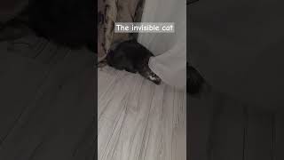 Am I really inconspicuous animals cat live funny morning [upl. by Eatnod]